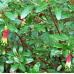 Red Correa glabra Native Fuchsia 1 Plants Flowering shrubs Hardy